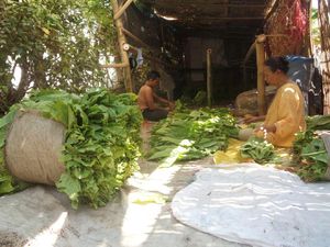 Harga Tinggi, Tapi Petani Tembakau Jember Masih Merugi