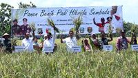 Panen Raya Padi Hibrida Sembada di Ngawi