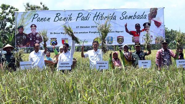 Panen Raya Padi Hibrida Sembada di Ngawi