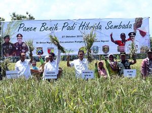 Panen Raya Padi Hibrida Sembada di Ngawi
