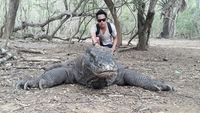 Ranger pun bakal mengarahkan wisatawan untuk berfoto dengan komodo (Afif Farhan/detikTravel)