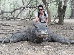 Begini Cara Foto Selfie Bareng Komodo