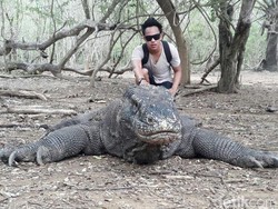 Begini Cara Foto Selfie Bareng Komodo
