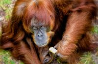 Kenalan Dengan Orangutan Tertua di Dunia
