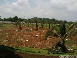 Calon Destinasi Baru di Pasuruan, Kebun Kurma Ala Timur Tengah