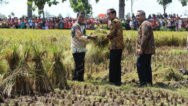 Jokowi Panen Raya di Boyolali
