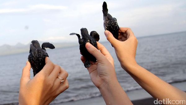 Pelepasan Bayi Penyu di Pantai Boom, Banyuwangi