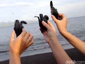 Pelepasan Bayi Penyu di Pantai Boom, Banyuwangi Pelepasan Bayi Penyu di Pantai Boom, Banyuwangi