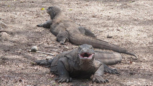 Komodo di Pulau Komodo (Afif Farhan/detikcom)