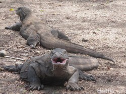 Pengumuman! Pulau Komodo Tidak Jadi Ditutup