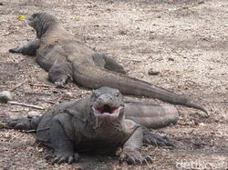 Pernyataan Lengkap Masyarakat Desa Komodo Tolak Tiket Masuk Rp 3,75 Juta