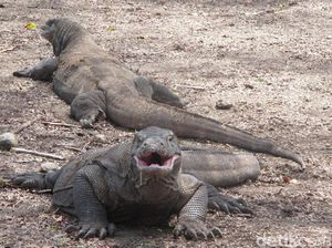Dispensasi Rp 3,75 Juta Selama 144 Hari buat Turis di Komodo Dispensasi Rp 3,75 Juta Selama 144 Hari buat Turis di Komodo