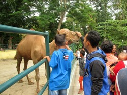 Bertemu Unta di Sumatera Utara