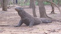 Komodo di Pulau Komodo (Afif Farhan/detikcom)