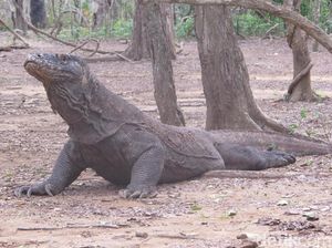 Warga Lokal: Masuk Pulau Komodo Rp 14 Juta Habislah Kita
