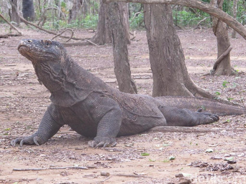 Warga Lokal: Masuk Pulau Komodo Rp 14 Juta Habislah Kita Warga Lokal: Masuk Pulau Komodo Rp 14 Juta Habislah Kita