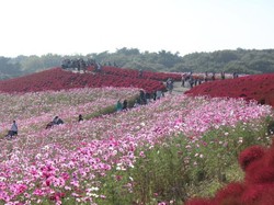 Foto Indahnya Bunga Musim Gugur di Jepang