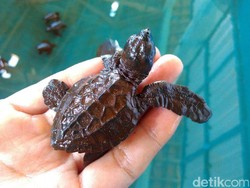 Warga Trenggalek Lepas Ribuan Anak Penyu ke Laut Bebas
