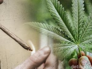 Polisi Temukan Ganja saat Tangkap Musisi EAP Alias AN Polisi Temukan Ganja saat Tangkap Musisi EAP Alias AN