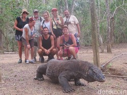 Luhut Bilang Panjang Komodo Bisa 3 Meteran Lebih, Benarkah?