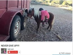 Belajar Pantang Menyerah dari Bocah 3 Tahun yang Hendak Tunggangi Kuda Poni