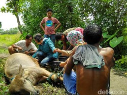 Penampakan Kerbau Nahas di Bantul, Terluka karena Injak Benda Diduga Bom