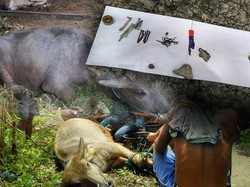 Polisi: Tak Ada Kaitan Bom yang Tewaskan Kerbau dan Ledakan Motor di Sleman