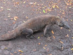 Luhut Jelaskan Wacana Masuk Pulau Komodo Rp 14 Juta