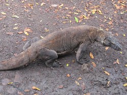 Kata Pengamat Pariwisata Tentang Rencana Penutupan TN Komodo