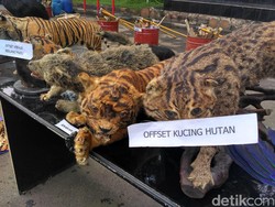 BKSDA Tegur Keras Pengurus Bunbin Bandung dan Garut