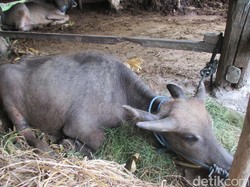 Begini Kondisi Kerbau yang Injak Bom Rakitan setelah Paku Dicabut dari Tubuhnya