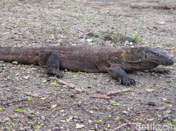 Bukan Hanya Liur, Ini Senjatanya Komodo