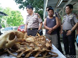 Razia Kendaraan di Jambi, Polisi Temukan Sekarung Tulang Harimau