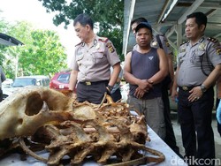 Razia Kendaraan di Jambi, Polisi Temukan Sekarung Tulang Harimau