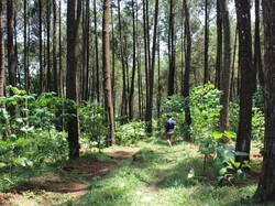 6 Alasan Kenapa Harus Liburan ke Temanggung