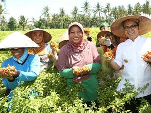 Banyuwangi Kembangkan 190 Ha Lahan untuk Tanam Cabai