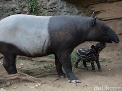Bayi Tapir Lahir di Taman Safari Prigen Diberi Nama Wongso Isyana