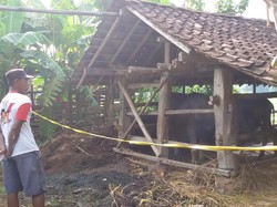 Kerbau Korban Ledakan di Bantul Mati, Garis Polisi Dipasang di Kandang