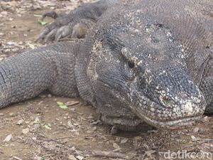 Kesalahan Fatal Si Turis yang Diserang Komodo