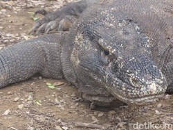 Jangan ke Pulau Komodo di Bulan Agustus-September, Mendingan Jangan