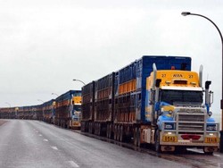 Izin Impor Sapi Australia dari RI Akhir 2016 Capai 150 Ribu Ekor