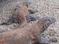 Bagaimana Membedakan Komodo Jantan dan Betina?
