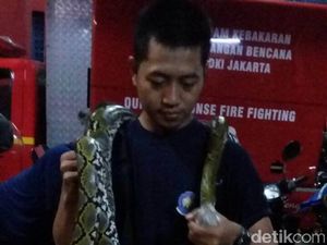 Petugas Damkar Evakuasi Ular Sanca yang Masuk ke Rumah Warga di Ciracas