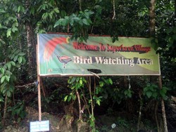 Berburu Cenderawasih di Raja Ampat, Ini yang Perlu Diperhatikan