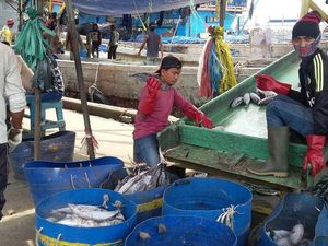 Ada Tuna Seharga Motor di Pelabuhan Muara Baru