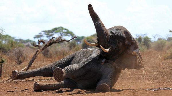 Sejumlah Gajah di Kenya Dipasang Alat Pelacak