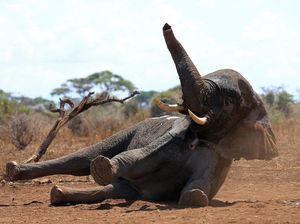 Sejumlah Gajah di Kenya Dipasang Alat Pelacak