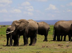 Pemburu Berkurang, Populasi Gajah di Kenya Berlipat Ganda
