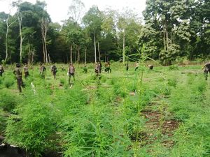 Tim Gabungan Temukan 2 Hektare Ladang Ganja di Lamteuba, Aceh Besar