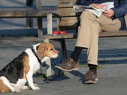 Kota di Spanyol Pakai Data DNA untuk Tangkap Pemilik Anjing yang Kotori Jalan